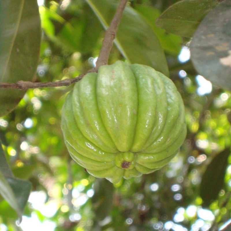 Tamarindo de la India - Semillas