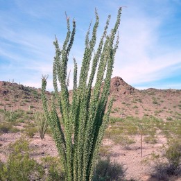 Ocotillo - Semillas