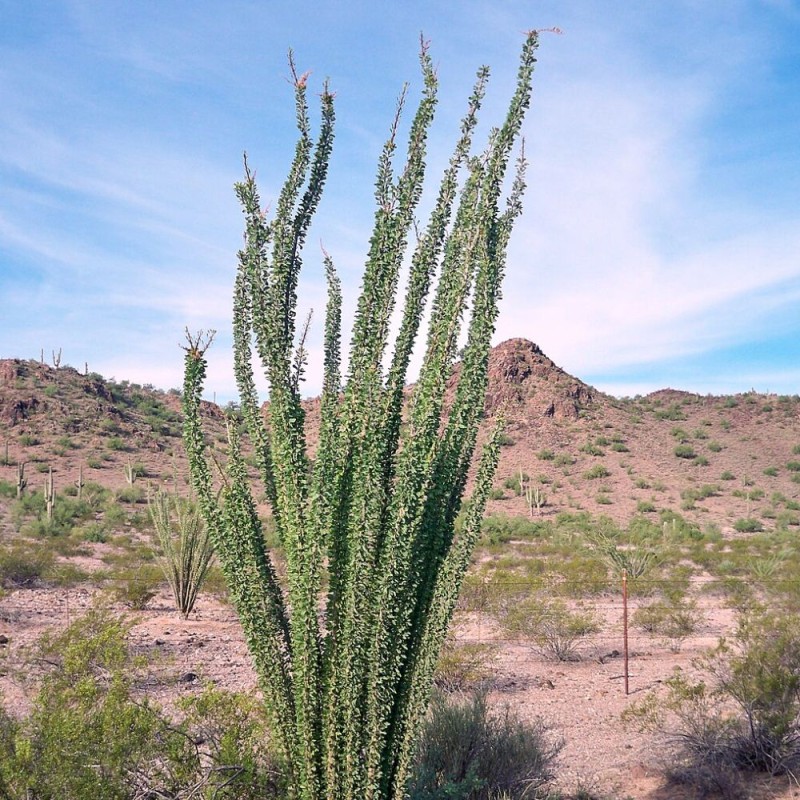Ocotillo - Semillas