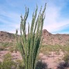 Ocotillo - Semillas