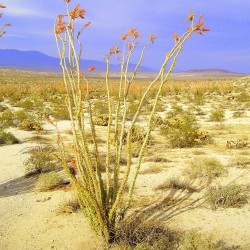 Ocotillo - Semillas