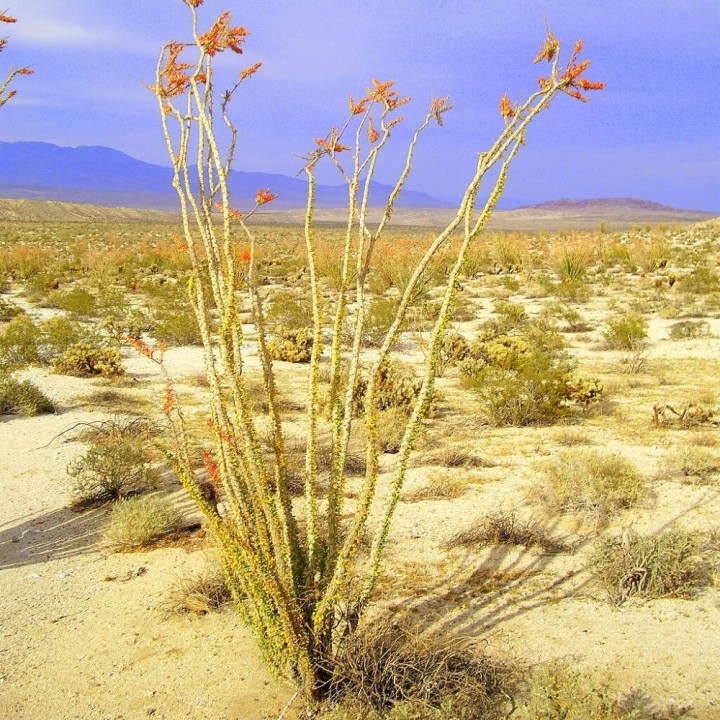 Ocotillo - Semillas