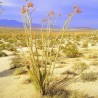 Ocotillo - Semillas