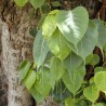 Ficus sagrado - Semillas