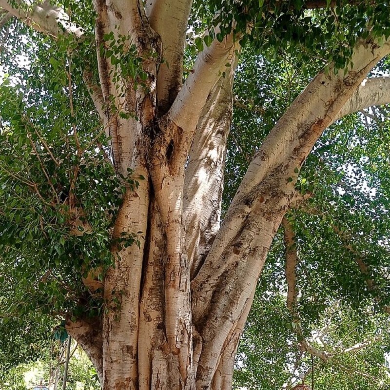 Ficus Sagrado (Ficus Religiosa)  1000 Samen (seeds), Heiliger Feigenbaum,  Aus Spanien