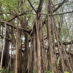 Higuera de Bengala - Semillas