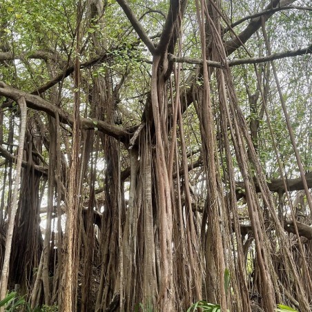 Higuera de Bengala - Semillas