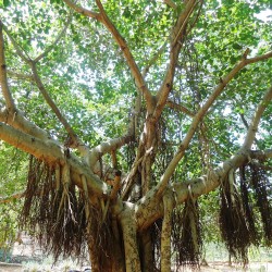 Higuera de Bengala - Semillas