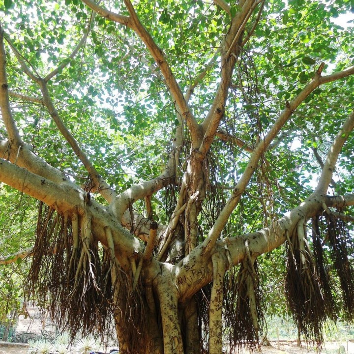 Higuera de Bengala - Semillas