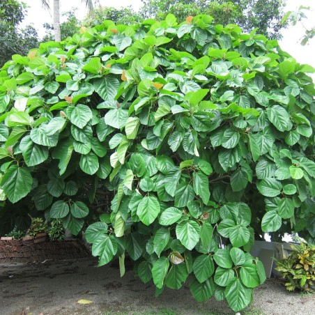 Higuera orejona - Semillas