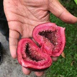 Higuera orejona - Semillas