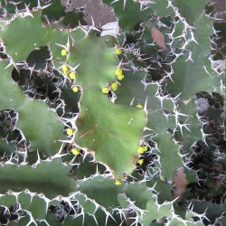 Euforbia cornuda - Semillas