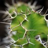 Euforbia cornuda - Semillas
