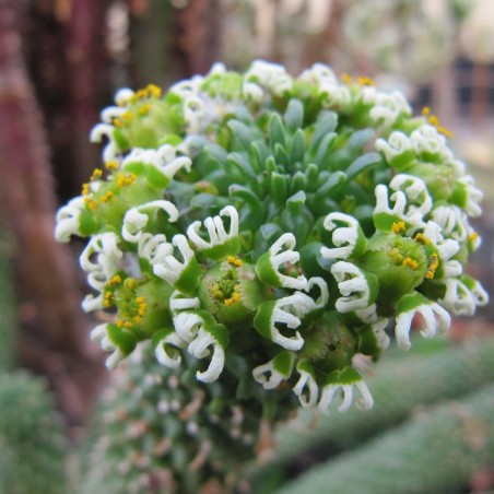 Euphorbia cabeza de medusa - Semillas