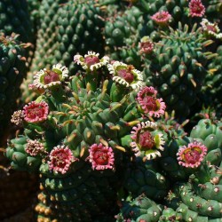 Euphorbia cabeza de medusa - Semillas