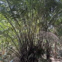 Palma espinosa de Borneo - Semillas