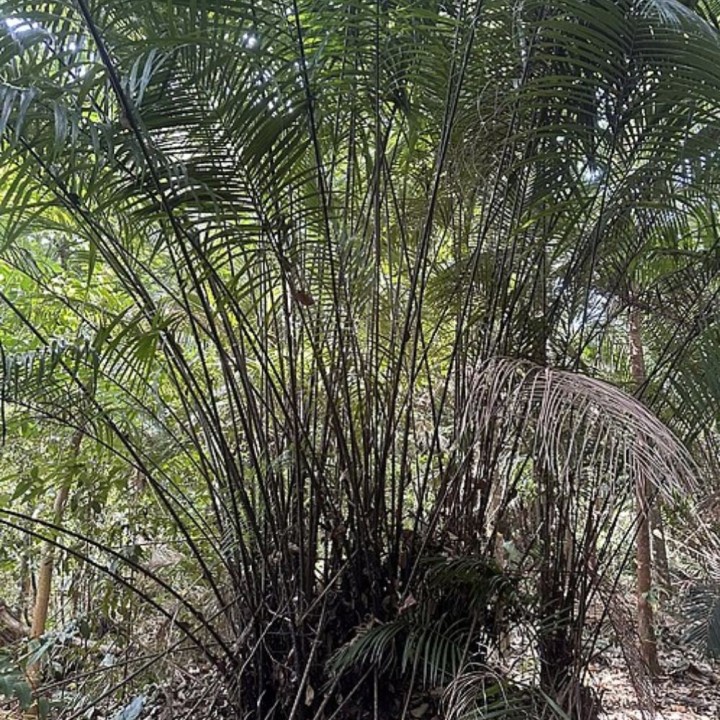 Palma espinosa de Borneo - Semillas