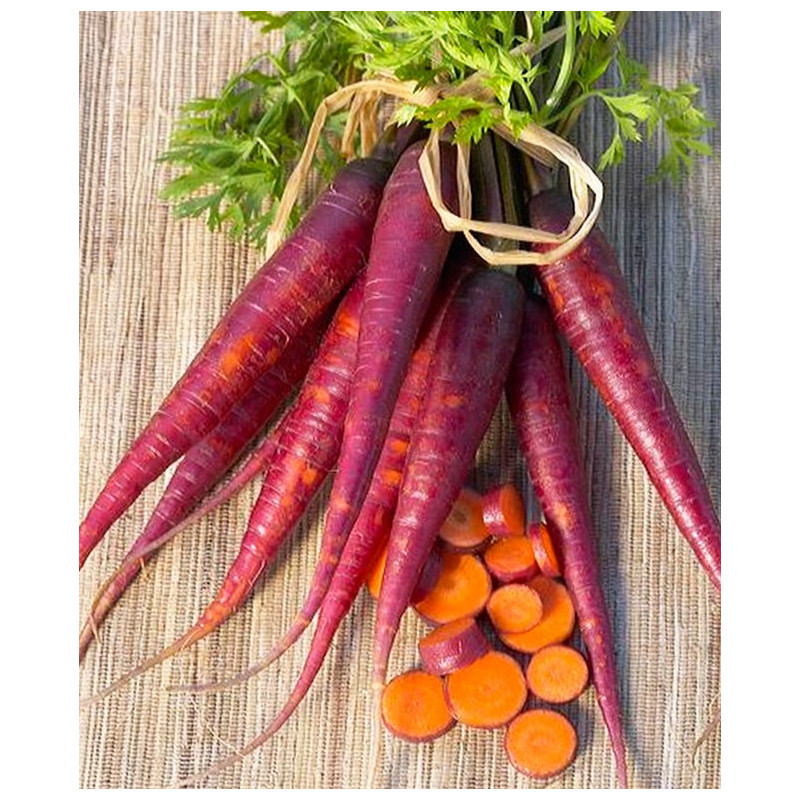 Profundamente violeta zanahoria 60 semillas Daucus carota Deep Purple f1 raíz zanahoria Seed lila 