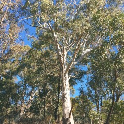 Eucalipto viminal - Semillas