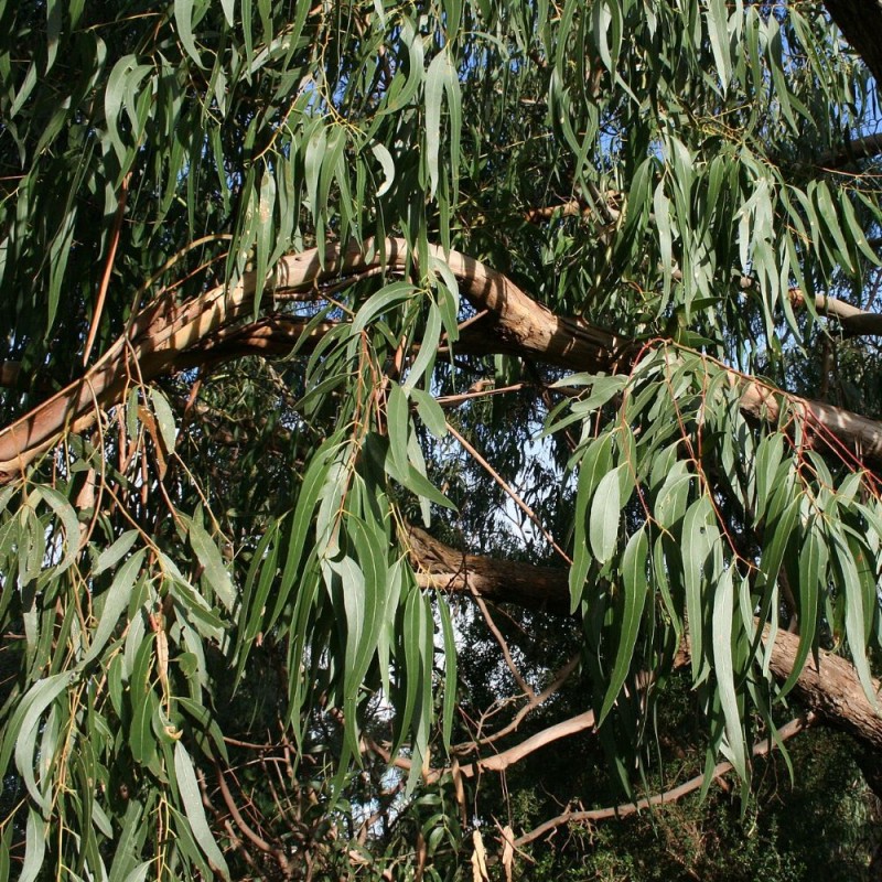 Eucalipto viminal - Semillas