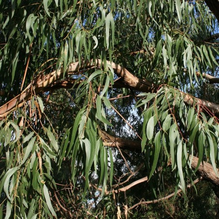 Eucalipto viminal - Semillas