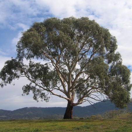 Eucalipto corteza de vela - Semillas