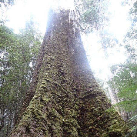 Eucalipto rey - Semillas