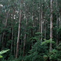 Eucalipto rey - Semillas