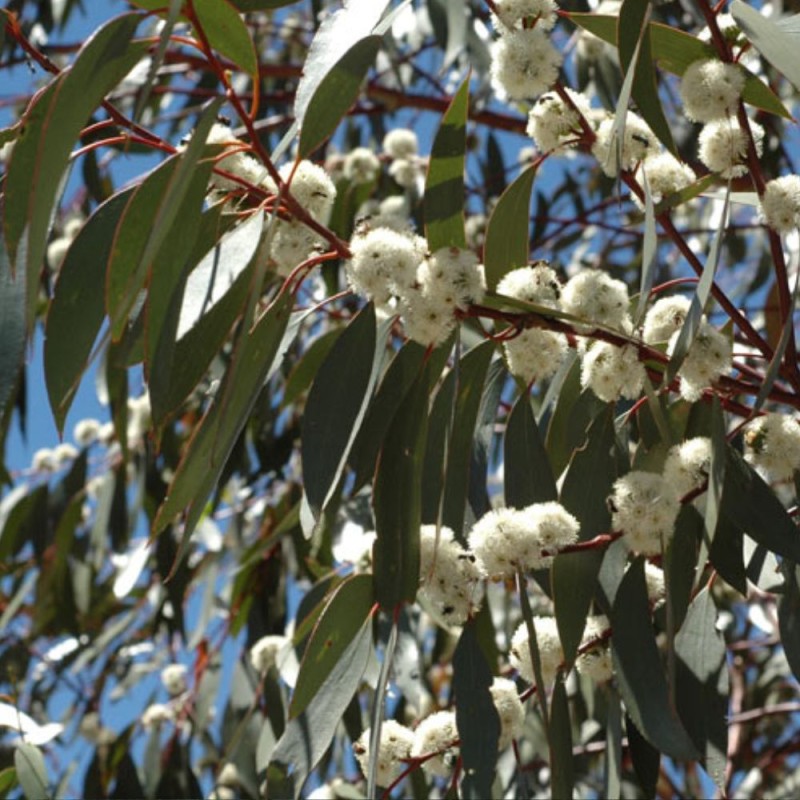 Eucalipto de las nieves - Semillas