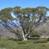 Eucalipto de las nieves - Semillas