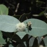 Eucalyptus neglecta Semillas