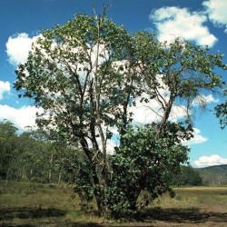 Eucalipto aromático de hojas redondas - Semillas