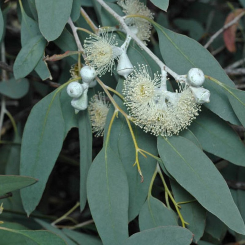 Eucalipto de Morrisby - Semillas