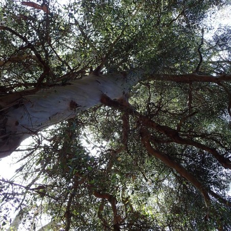 Eucalipto de Johnston - Semillas