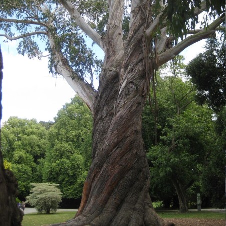 Eucalipto alpino - Semillas