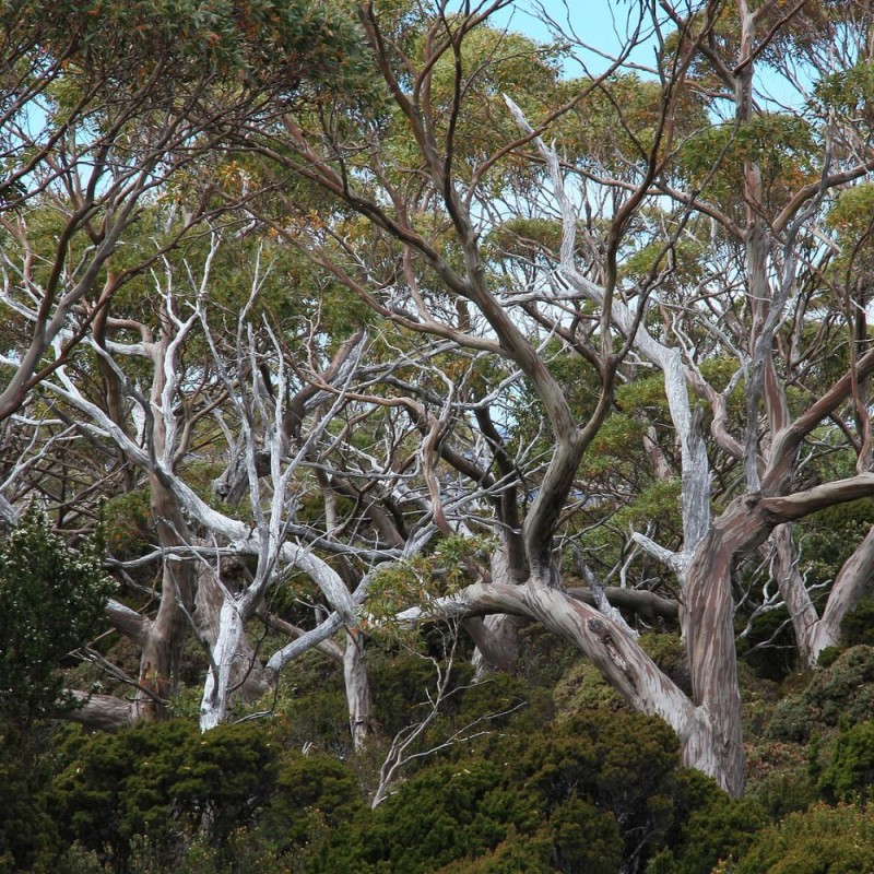 Eucalipto de las alturas - Semillas