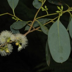 Eucalipto alcanforado - Semillas