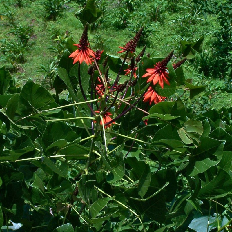 Erythrina arborescens - Semillas