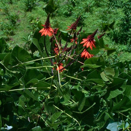 Erythrina arborescens - Semillas
