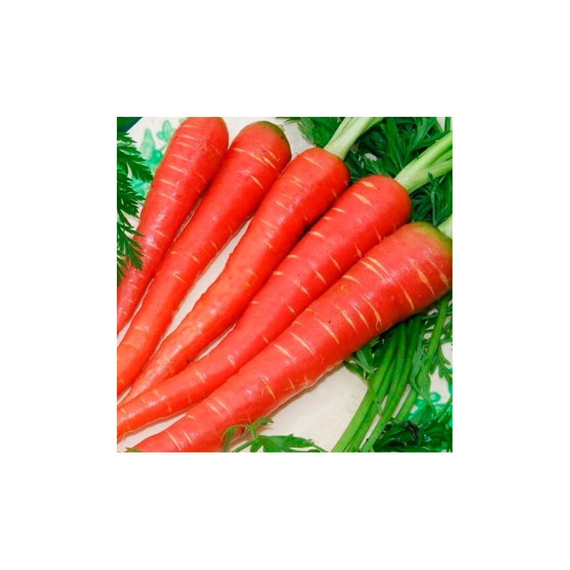 Zanahoria roja 'Atomic red' - Sobre +100 semillas