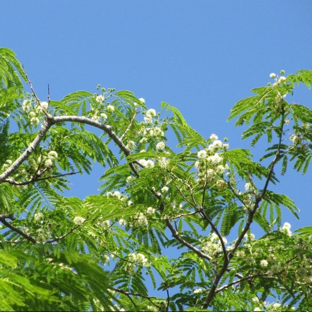 Guanacaste - Semillas