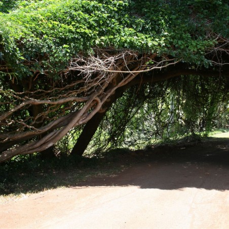 Liana de los frijoles marinos - Semillas
