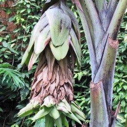 Ensete glaucum semillas
