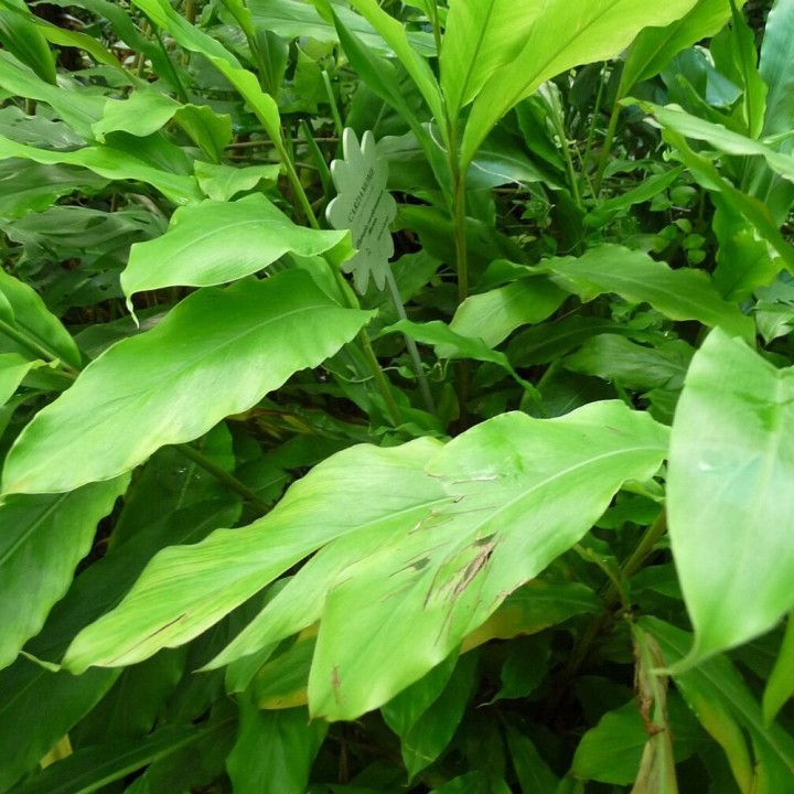 Cardamomo verde - Semillas