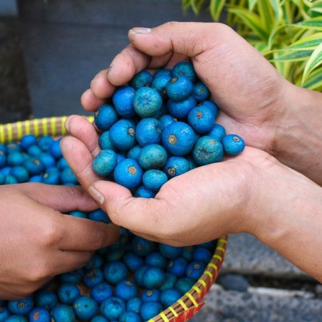 Árbol rudraksha - Semillas
