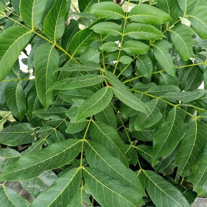 Árbol rudraksha - Semillas