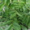 Árbol rudraksha - Semillas