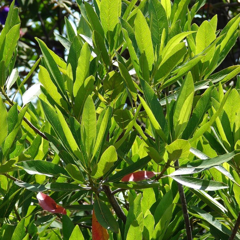 Elaeocarpus de hoja estrecha - Semillas