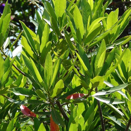 Elaeocarpus de hoja estrecha - Semillas
