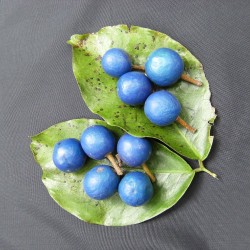 Elaeocarpus de hoja estrecha - Semillas